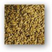 ce-barley