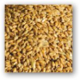 ce-wheat