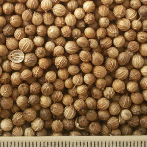fo coriander2
