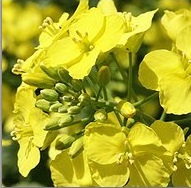 oi-rapeseeds1