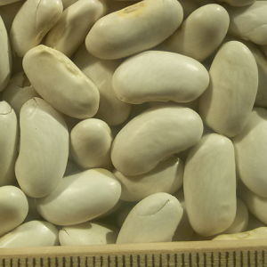 pu kidney beans white2