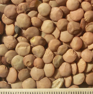 pu lentils brown2