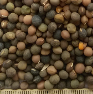pu vetch mix2