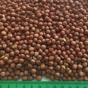 pu-field-pea pu-field-pea
