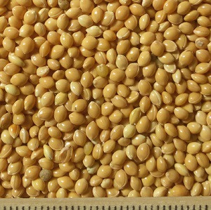 ce-millet-yellow2 ce-millet-yellow2