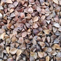 ce-buckwheat3 ce-buckwheat3