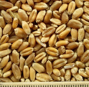 ce-wheat2 ce-wheat2