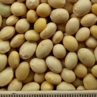 oi-soya2 oi-soya2