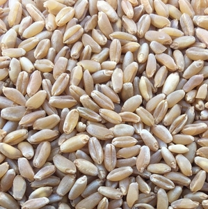 ce-wheat-durum2 ce-wheat-durum2