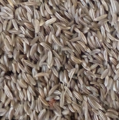 fo-cumin fo-cumin