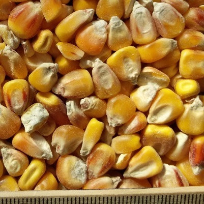 ce-corn-yellow ce-corn-yellow