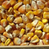 thumb_ce-corn-yellow thumb_ce-corn-yellow