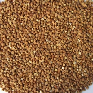 ce-buckwheat-kernel1 ce-buckwheat-kernel1