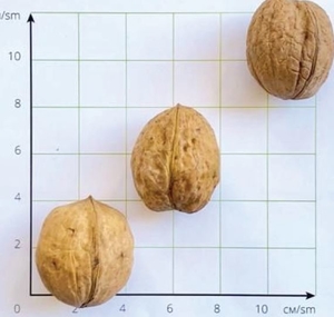 fo-walnut21 fo-walnut21