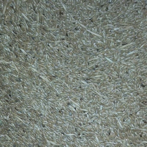 ce-canary-seeds2 ce-canary-seeds2