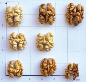 fo-walnut-k2 fo-walnut-k2