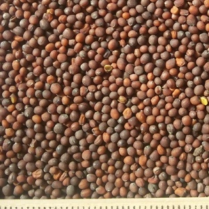 oi-mustardseeds-black2 oi-mustardseeds-black2