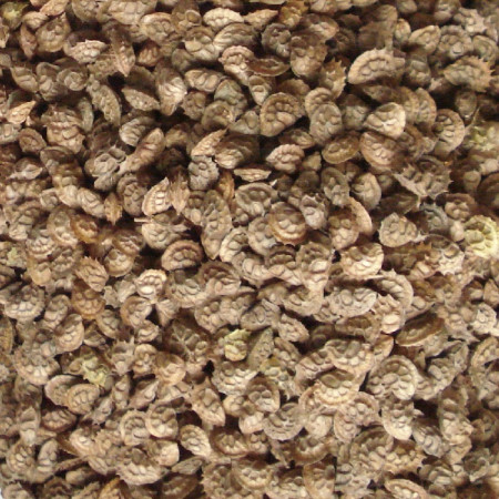 pu-sainfoin pu-sainfoin