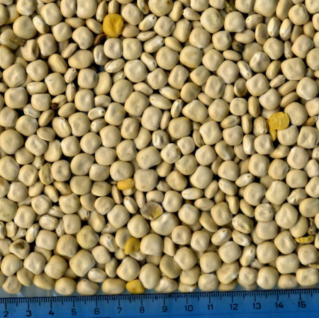 pu-lupin2 pu-lupin2