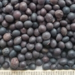 pu-vetch-dark2 pu-vetch-dark2