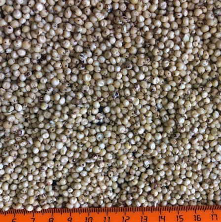 ce-sorghum-white2 ce-sorghum-white2