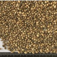 oi-hempseed2 oi-hempseed2
