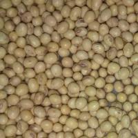 oi-soya1-gmo-free-HILUM2 oi-soya1-gmo-free-HILUM2