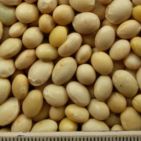 oi-soya2 oi-soya2