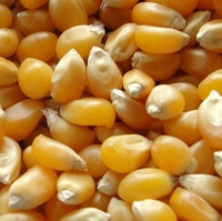 ce-corn-pop ce-corn-pop