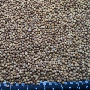 fo-coriander-m fo-coriander-m