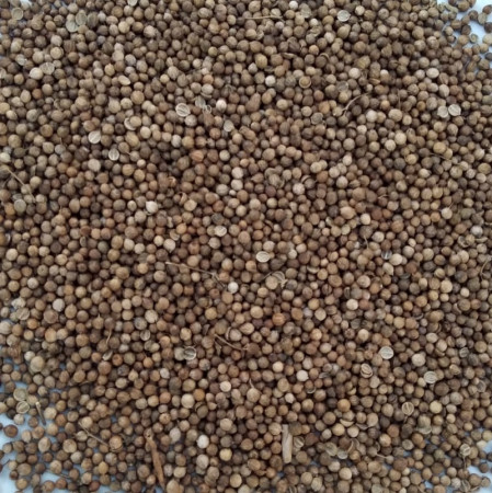 fo-coriander fo-coriander