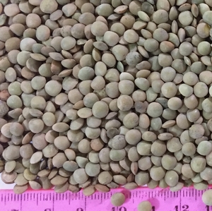 pu-lentils-green2 pu-lentils-green2
