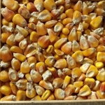ce-corn-yellow ce-corn-yellow