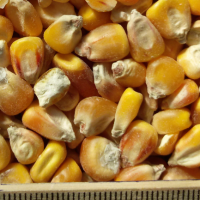 ce-corn2 ce-corn2