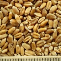 ce-wheat2 ce-wheat2