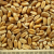 thumb_ce-wheat2 thumb_ce-wheat2