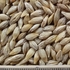 thumb_ce-barley2 thumb_ce-barley2