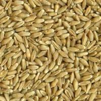 ce-triticale2 ce-triticale2
