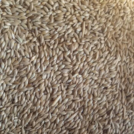 ce-canary-seeds2 ce-canary-seeds2
