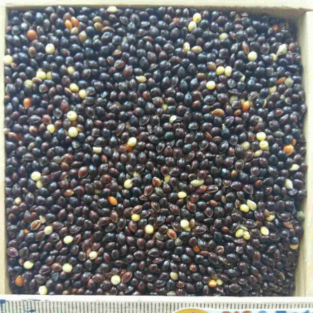ce-millet-black ce-millet-black