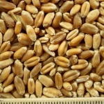 ce-wheat2 ce-wheat2