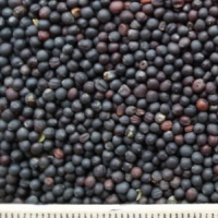 oi-rapeseeds2 oi-rapeseeds2