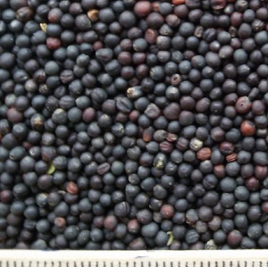 oi-rapeseeds2 oi-rapeseeds2