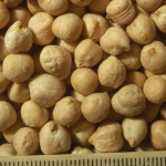 pu-chickpea-82 pu-chickpea-82