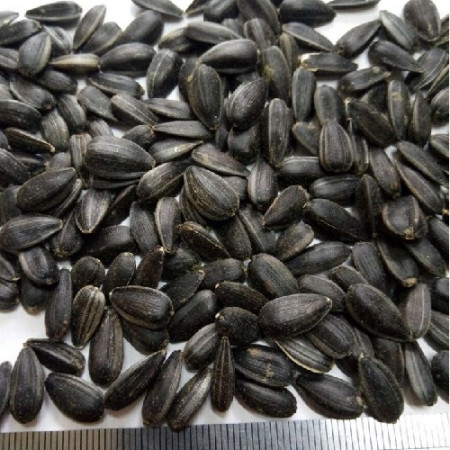 oi-sunflower-oily1 oi-sunflower-oily1