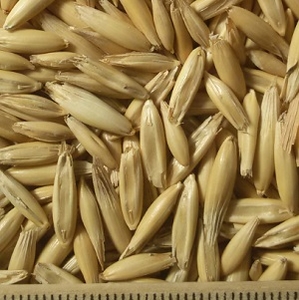 ce-oats2 ce-oats2