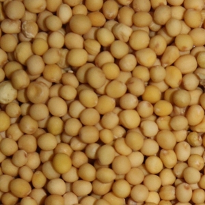 oi-mseeds-white-2 oi-mseeds-white-2