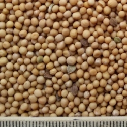 oi-mseeds-white2 oi-mseeds-white2