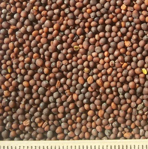 oi-mustardseeds-black2 oi-mustardseeds-black2