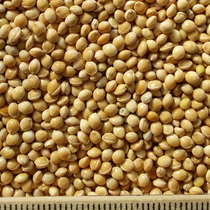 ce-millet-w2 ce-millet-w2